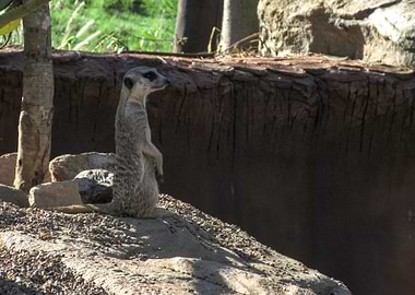 Meerkat