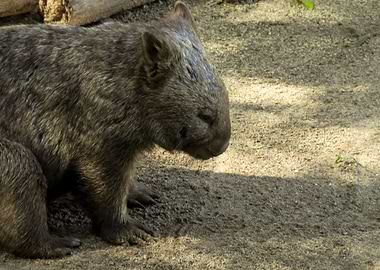 Wombat
