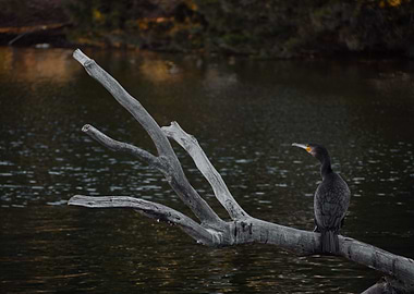 Cormorant Sunset