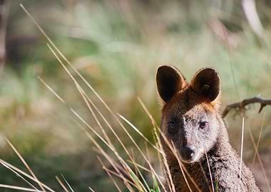 Rock Wallaby