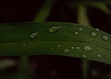 rain droplets on leaves