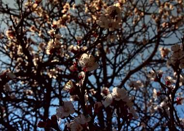 cherry blossom tree japan