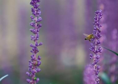 Purple Bee