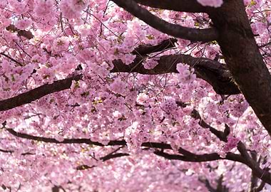 Cherry Blossom Trees
