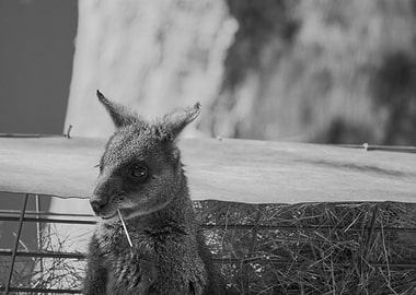 Monochrome Rock Wallaby
