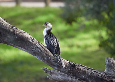 Cormorant on old log