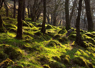 Scotland Woods