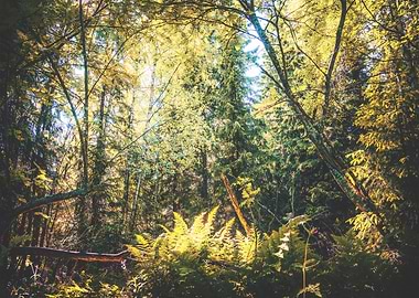 Magical Forest Moment