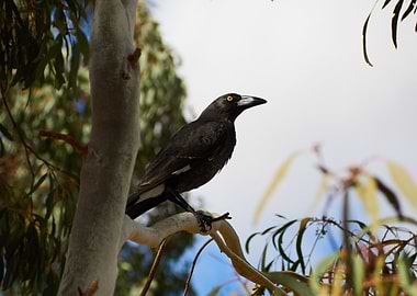 Currawong