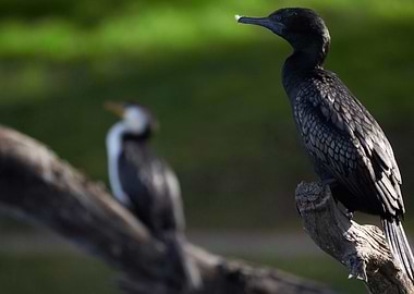 Cormorant Duo
