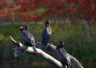 Cormorant Group