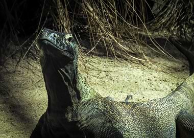 Komodo Dragon