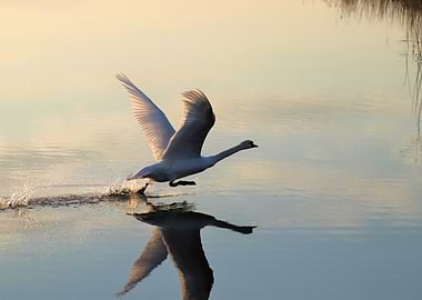 Swan taking off