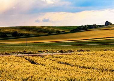 Wheat field