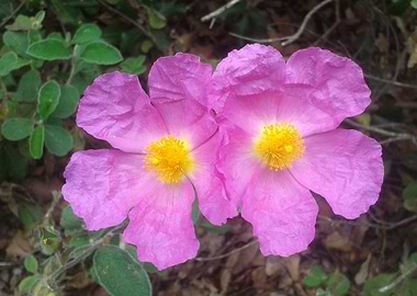 Cistus rock rose pink