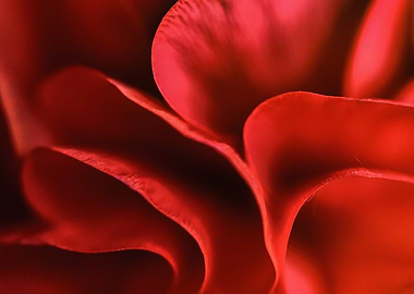 Red petals