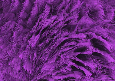 Ostrich Feathern purple