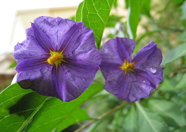 Two purple morning glories