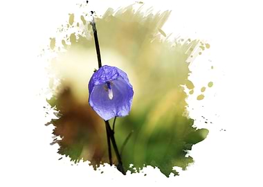 Blue flower watercolor