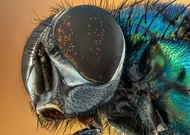 Macro fly