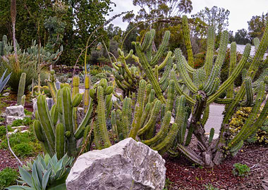 Cactus Garden