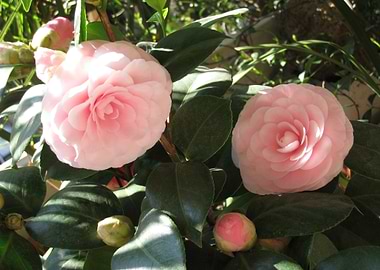Two camelias