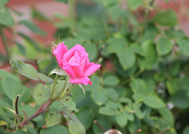 This flower is a knockout