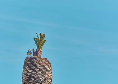 Seagull on a palm tree