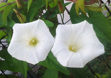 Two white morning glories