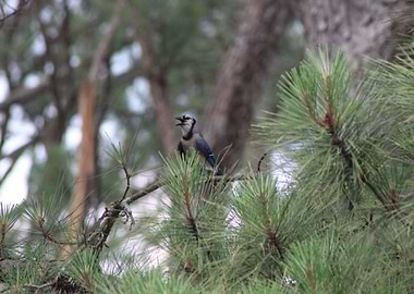 Blue Jay
