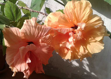 Two orange hibiscus