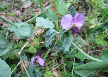 Two violets