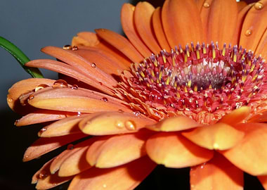 Gerbera