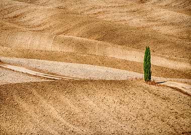 Val dOrcia and cypress