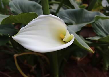 Lilly White