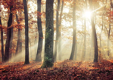 Fall morning sunrays