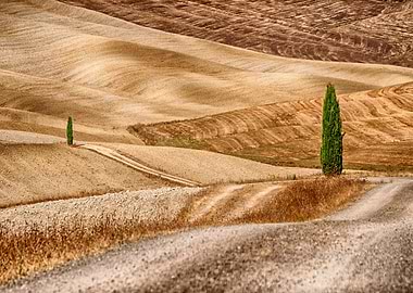 Val dOrcia and cypress