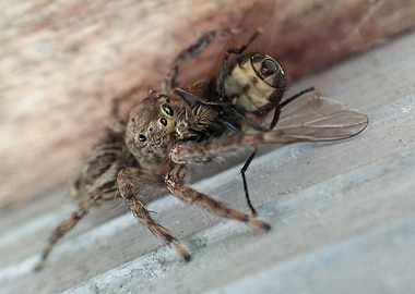 Jumping Spider 2