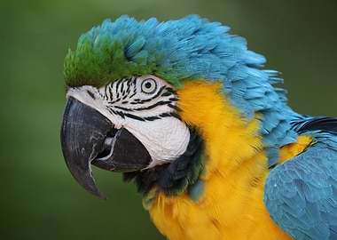 blue yellow macaw