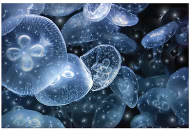 Many Jellyfish At Aquarium