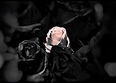 Beauty and the Beast