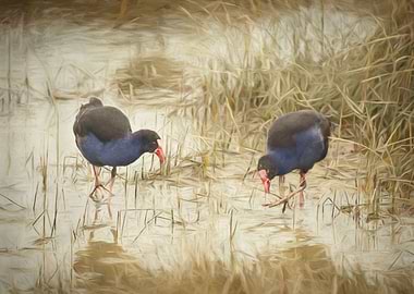 Manawatu Pukeko III