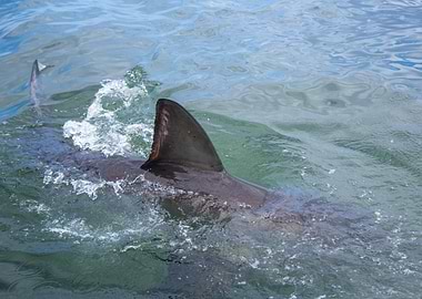 Great White Shark SA