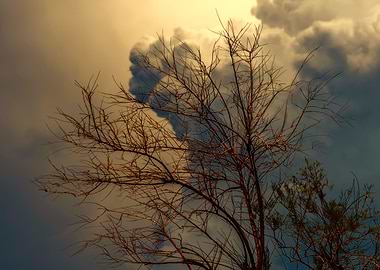 tree and cloudy sky
