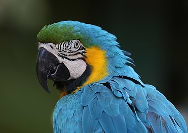 Blue yellow macaw