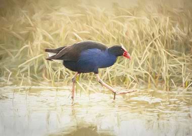 Manawatu Pukeko I