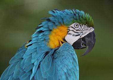 Blue yelloe Macaw
