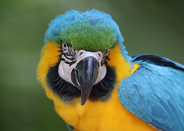 Yellow blue Macaw