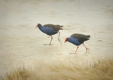 Manawatu Pukeko II