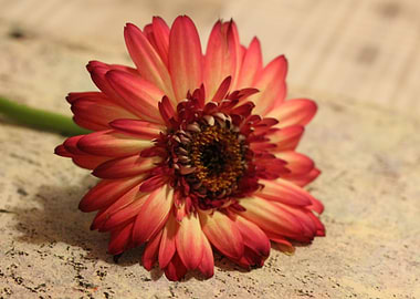 Red gerbera